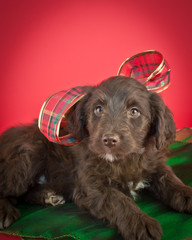 Canvas Print - Christmas Puppy