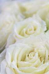  Dew on petal white rose. / Bouquet white roses detail on Valentine's Day.