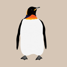 King Penguin On A Gray Background