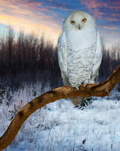 Snowy Owl During Sunset