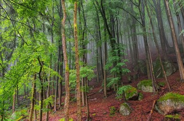 Poster - Buchenwald im Harz - beech forest in Harz Mountains 02