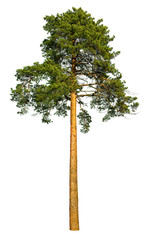 tall pine tree.