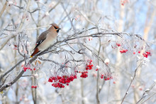 Waxwing Bird Sitting On A Branch Of Rowan In Frost