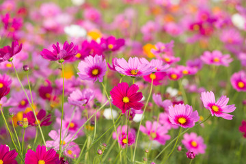pink cosmos flower fields