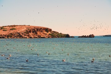 Poster - Flock of seagulls