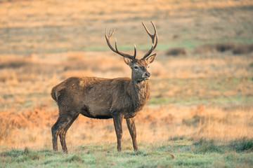 Wall Mural - red deer