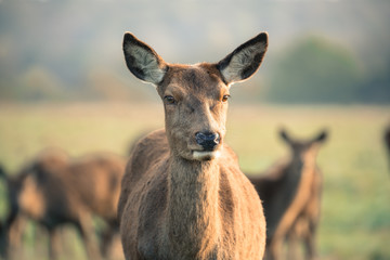 Wall Mural - red deer