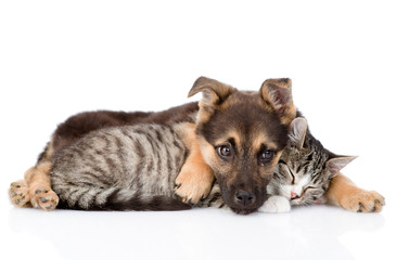 Canvas Print - Cat and dog lying together. isolated on white background