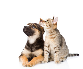 Poster - cat and dog sitting in front and looking up. isolated on white background