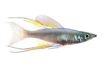 Poster - The threadfin rainbowfish isolated on white 