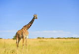 Fototapeta Sawanna - Giraffe in National park of Kenya