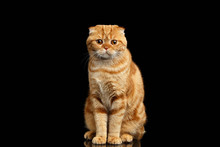 Ginger Scottish Fold Cat Sits And Looking In Camera Isolated On Black