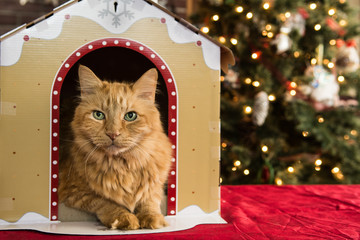 Christmas Cat House