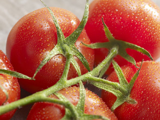 Wall Mural - Tomatoes on the vine close up view