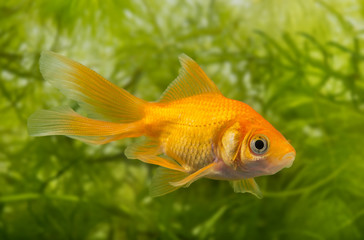Wall Mural - Carassius auratus auratus  - gold fish -  aquarium fish