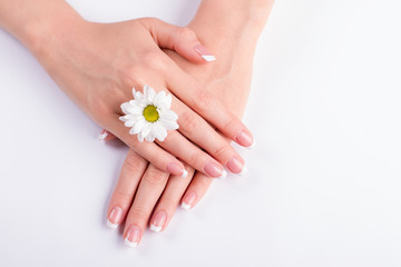 Fotomurales - Manicure with a white chrysanthemum.