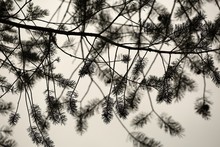 Pine Branch Silhouettes