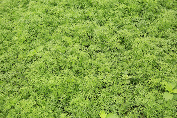 green carrot crops