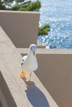 Seagull Walking On Balcony 