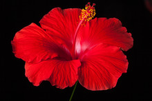 Red Hibiscus Flower On Black Background