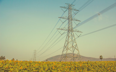 High-voltage support of a power line in the field of sunflowers.