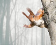 Leinwandbild Motiv curious red squirrel siting on tree