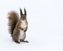 Red Squirrel Posed On Snow Background