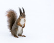 fluffy squirrel on the snow background