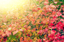 Natural Autumn Background From Red Leaves Viburnum At Sunset Light