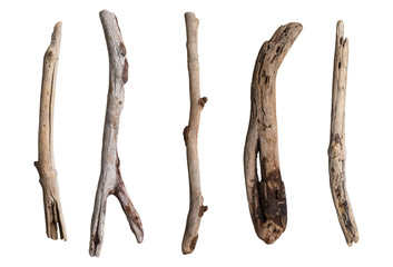set of dry tree branch