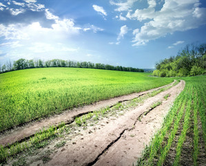 Wall Mural - field of bright green grass and road