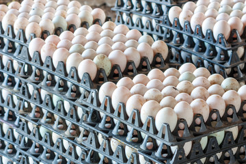 Wall Mural - Duck eggs from duck farm in the package