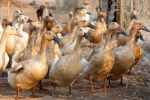Brown Ducks In Farm