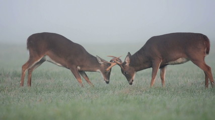 Canvas Print - Two white-tailed deer sparring in an open field on a foggy morning in Smoky Mountain National Park