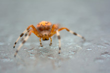 Marbled Orb Weaver Spider Face And Front View