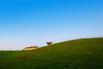 Wall Mural - Farm Horses