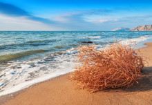 Dry Tumbleweed On The Beach