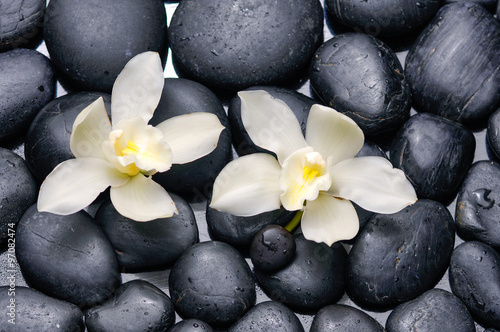 Obraz w ramie White orchid with black stones on wet background