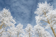 Looking Up At Snow Covered Aspen Trees Against A Cloudy Blue Sky