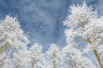 Looking up at snow covered aspen trees against a cloudy blue sky