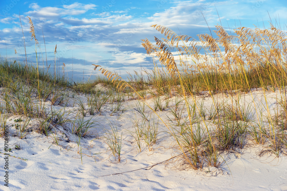 Golden Sea Oats In The Florida Sand Dunes Colorful Sunset Wall Mural ...