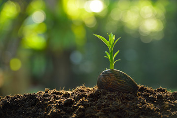 Poster - Green sprout growing from seed on nature background
