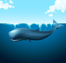 Blue Whale Swimming In The Ocean