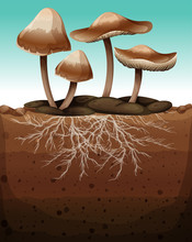 Fresh Mushroom With Roots Underground