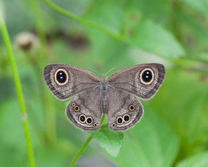 Wall Mural - Butterfly