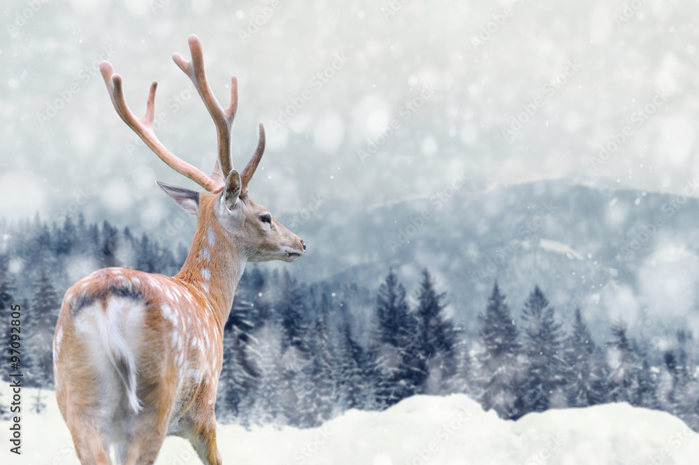 Obraz na płótnie Deer on winter background w salonie