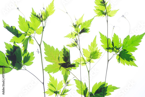 葉っぱの押し花 Stock 写真 Adobe Stock