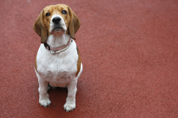 Small Beagle dog on red background sitting and looking up