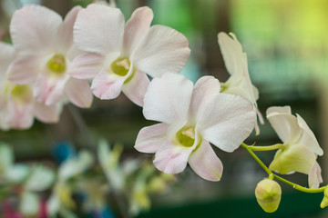Wall Mural - selective focus white orchid in garden