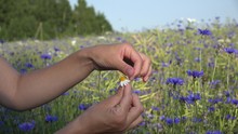 Teenager Girl Guesses On Chamomile Near Blue Cornflower Field On Nature In Summer. Woman Hands Tears Off Petals Of Daisy Flower. Static Closeup Shot. 4K
